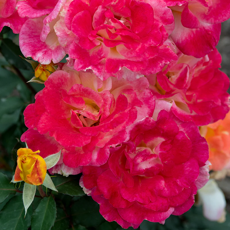 Rio Samba Hybrid Tea Rose - Image 4