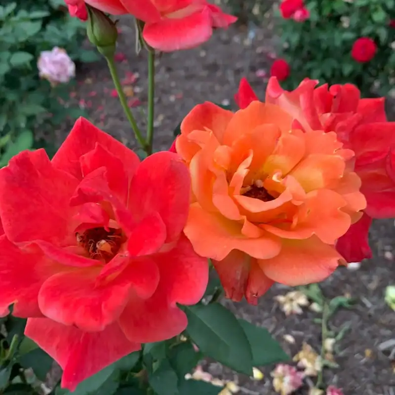 Rio Samba Hybrid Tea Rose - Image 5
