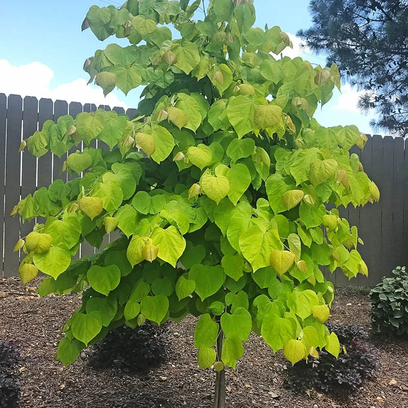 Rise 'N Shine™ Redbud Tree