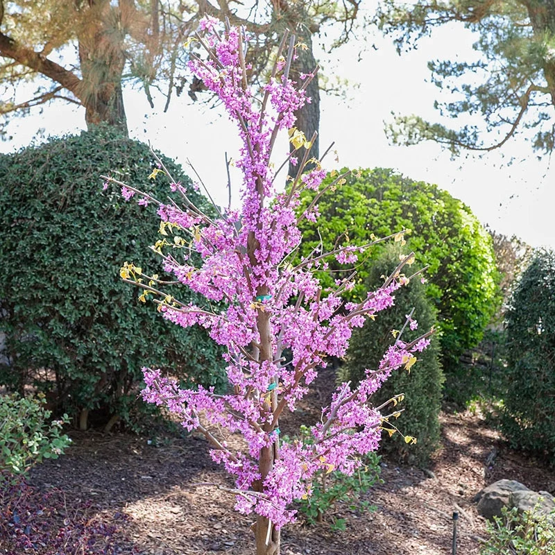 Rise 'N Shine™ Redbud Tree - Image 2