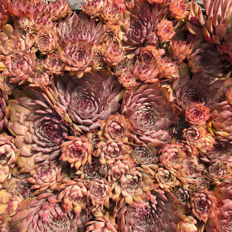 Rita Jane Hens and Chicks - Image 2