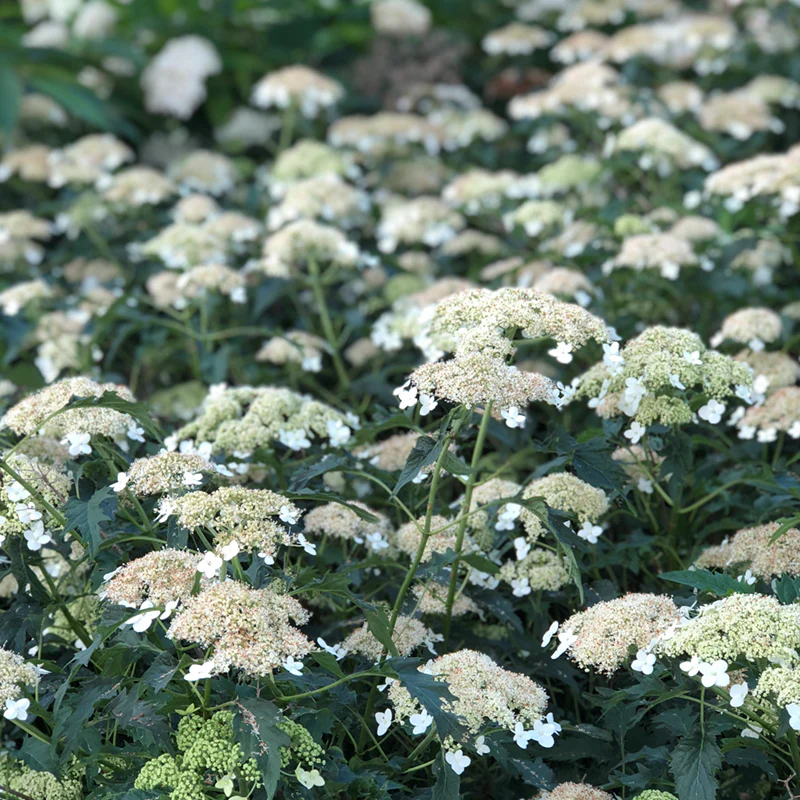 Riven Lace Hydrangea - Image 2