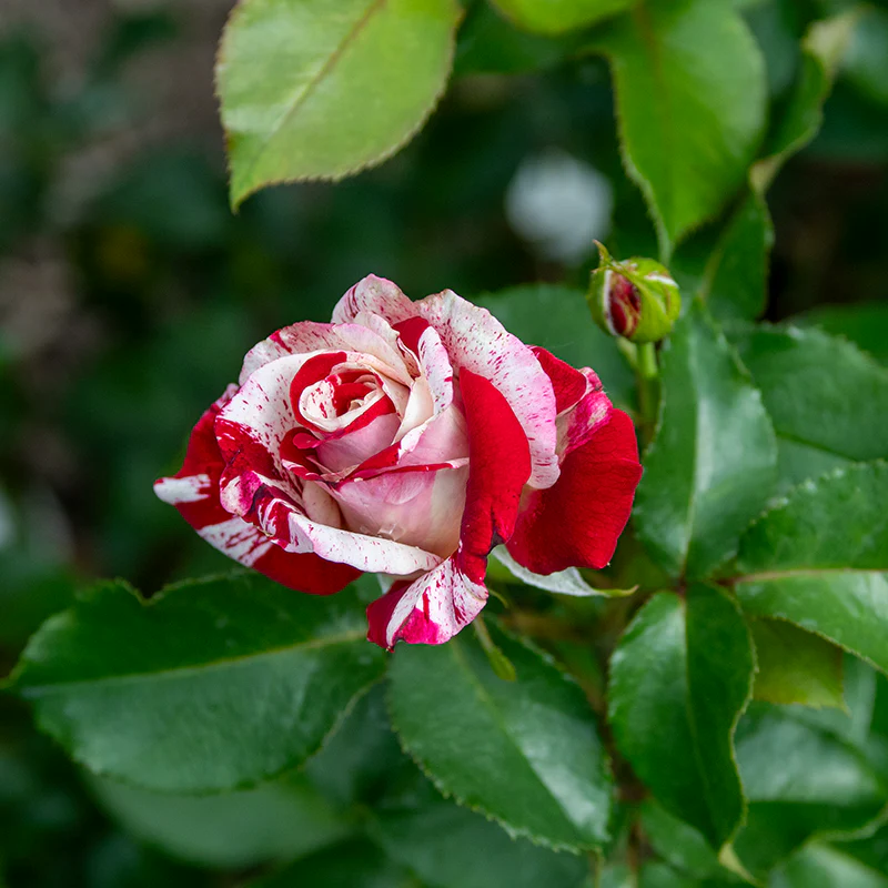 Rock & Roll™ Grandiflora Rose - Image 3