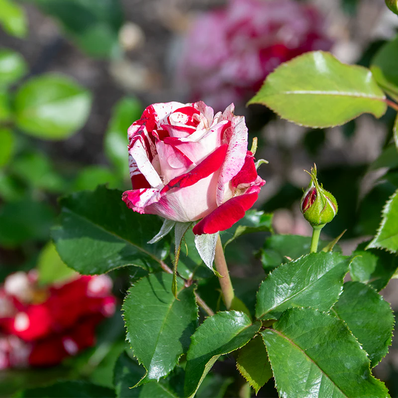 Rock & Roll™ Grandiflora Rose - Image 4
