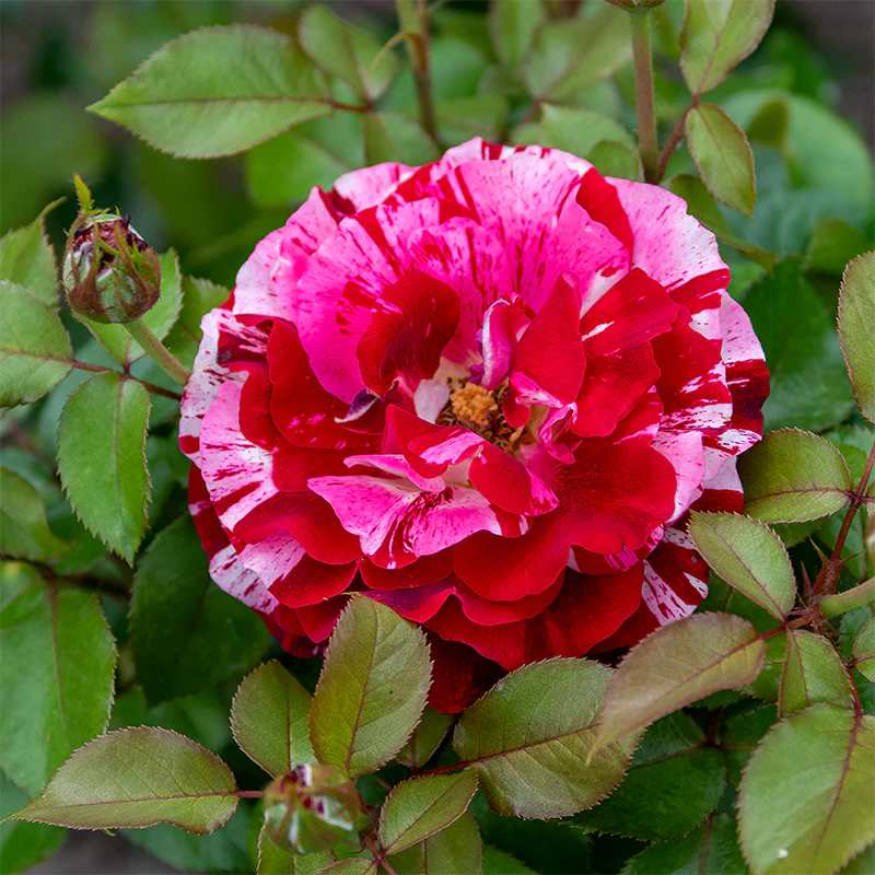 Rock & Roll™ Grandiflora Rose - Image 5
