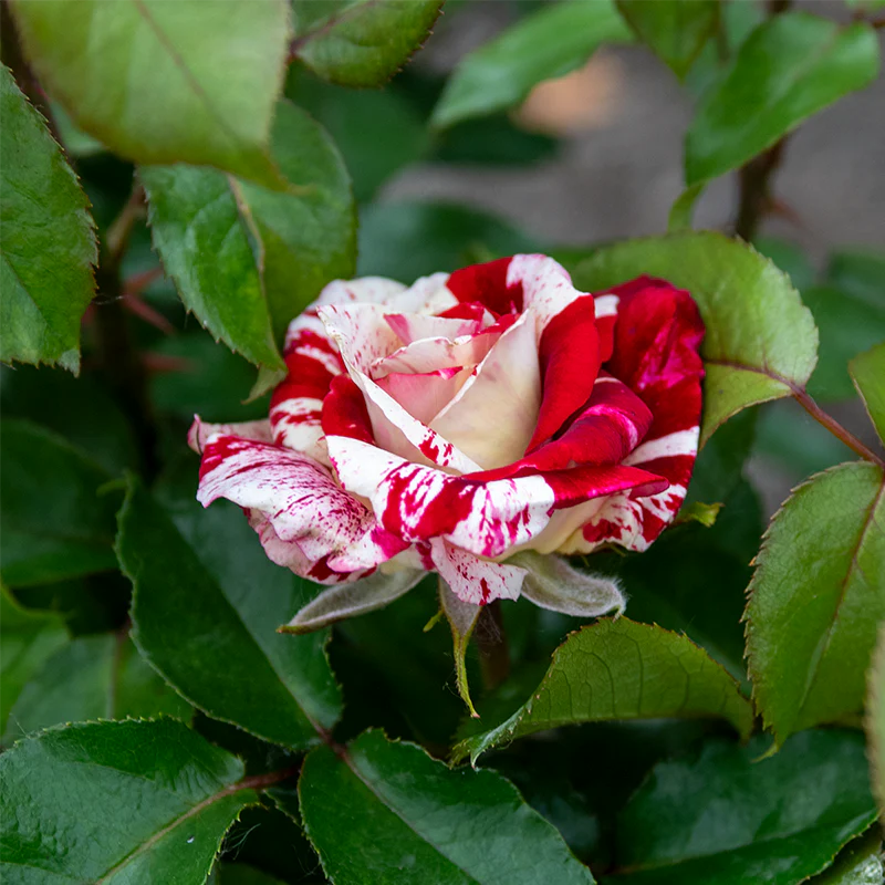 Rock & Roll™ Grandiflora Rose - Image 6