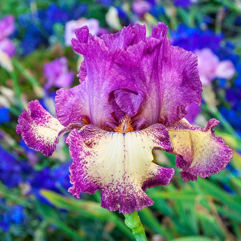 Rock Star Reblooming Iris - Image 2
