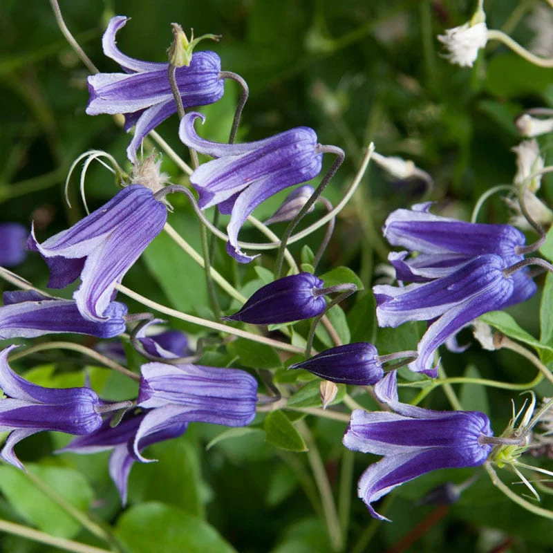 Clematis Roguchi - Image 2