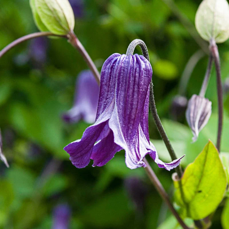 Clematis Roguchi - Image 3