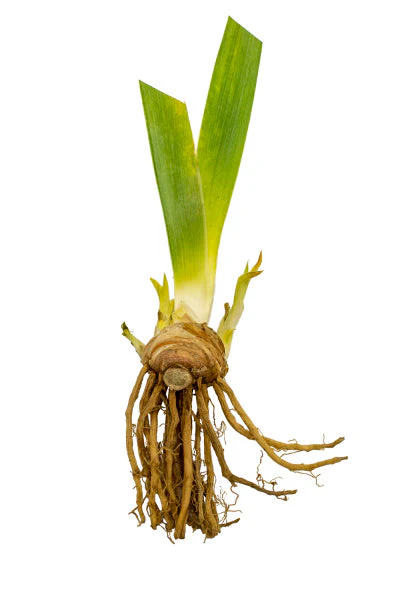 Rosalie Figge Reblooming Iris - Image 2