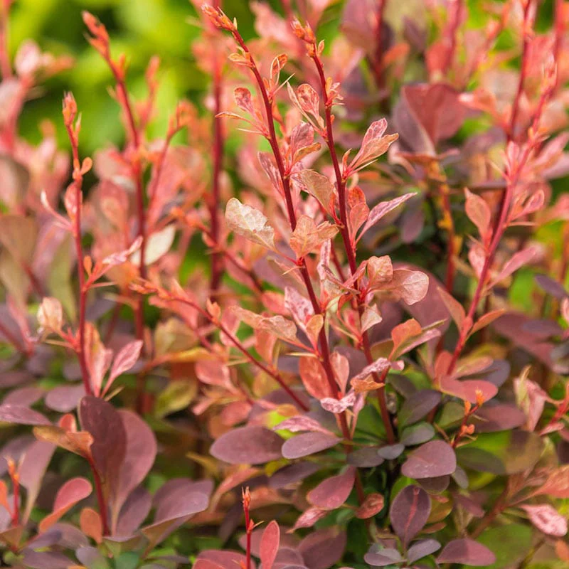 Rose Glow Barberry Hedge - Image 2