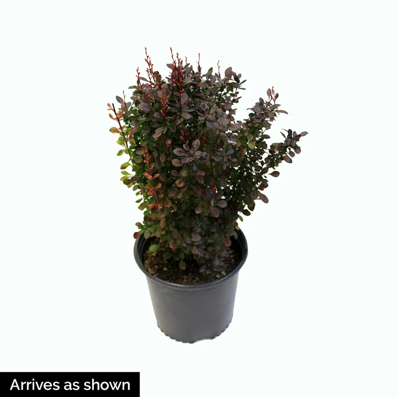 Rose Glow Barberry Hedge - Image 3