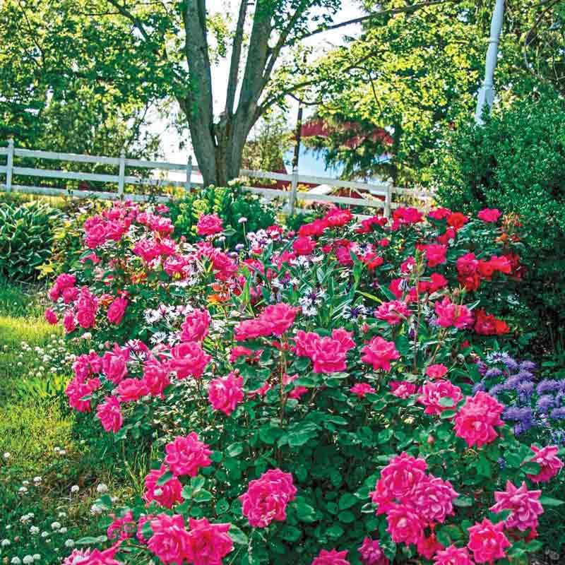 Knock Out® Pink Double Rose - Image 2