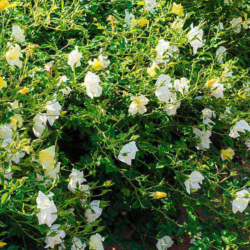 Knock Out® Sunny Yellow Rose - Image 2