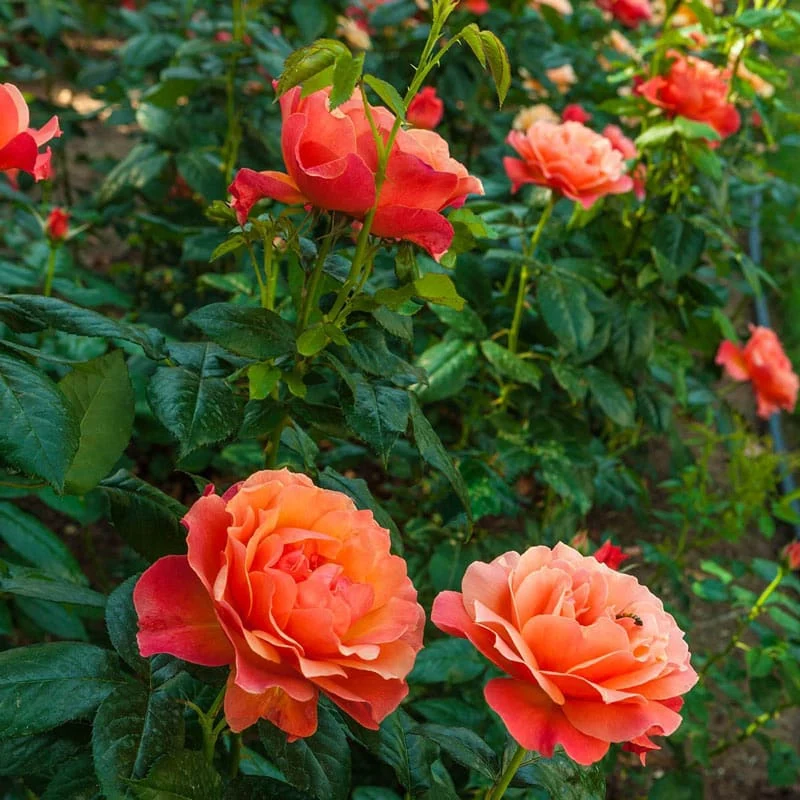 Livin' Easy® Floribunda Rose - Image 2