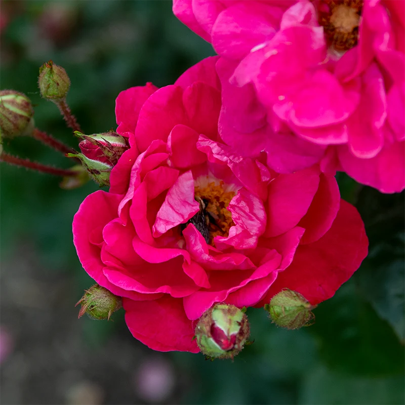 Party Hardy™ Shrub Rose - Image 10