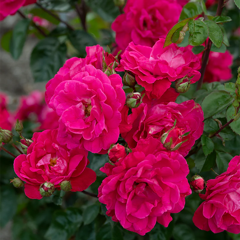 Party Hardy™ Shrub Rose - Image 3