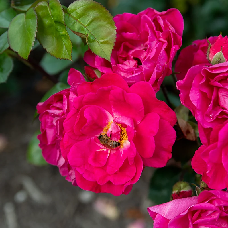 Party Hardy™ Shrub Rose - Image 4