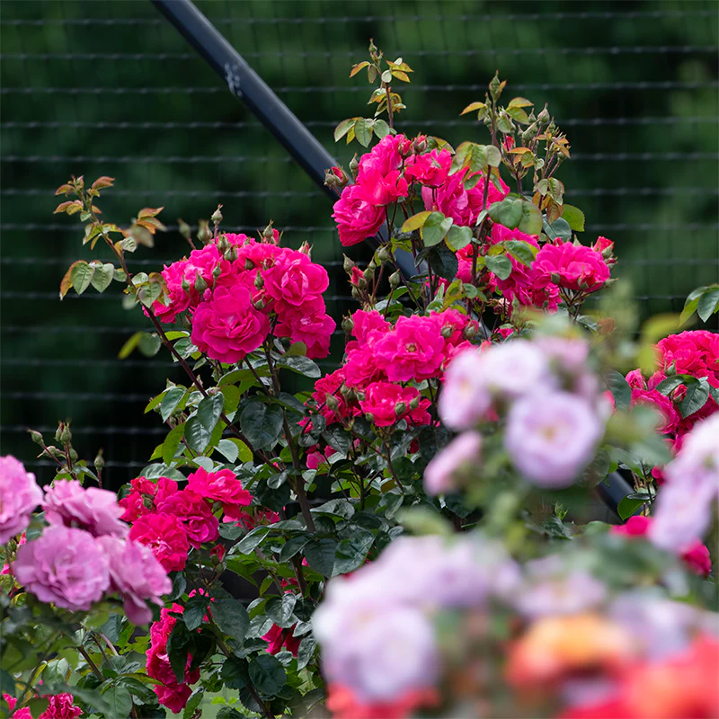 Party Hardy™ Shrub Rose - Image 5