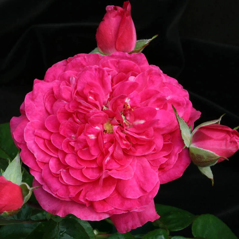 Party Hardy™ Shrub Rose - Image 6