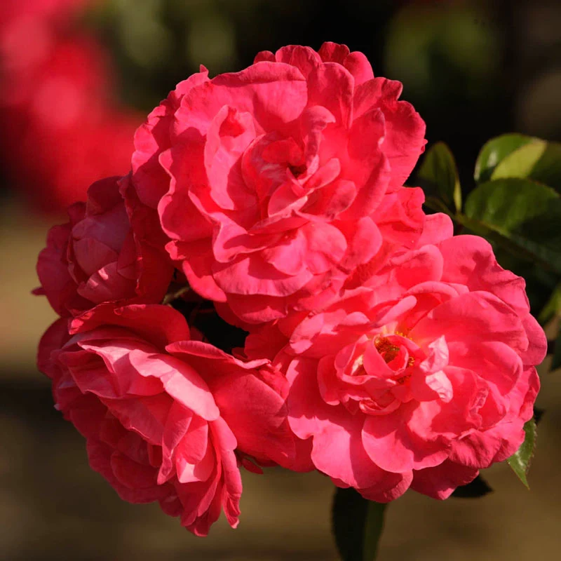 Party Hardy™ Shrub Rose - Image 7