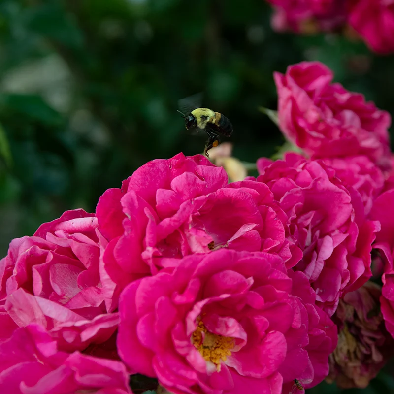 Party Hardy™ Shrub Rose - Image 8