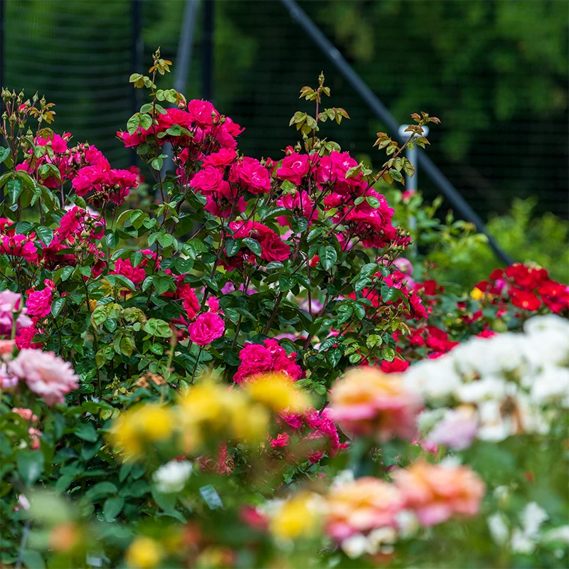 Party Hardy™ Shrub Rose - Image 9