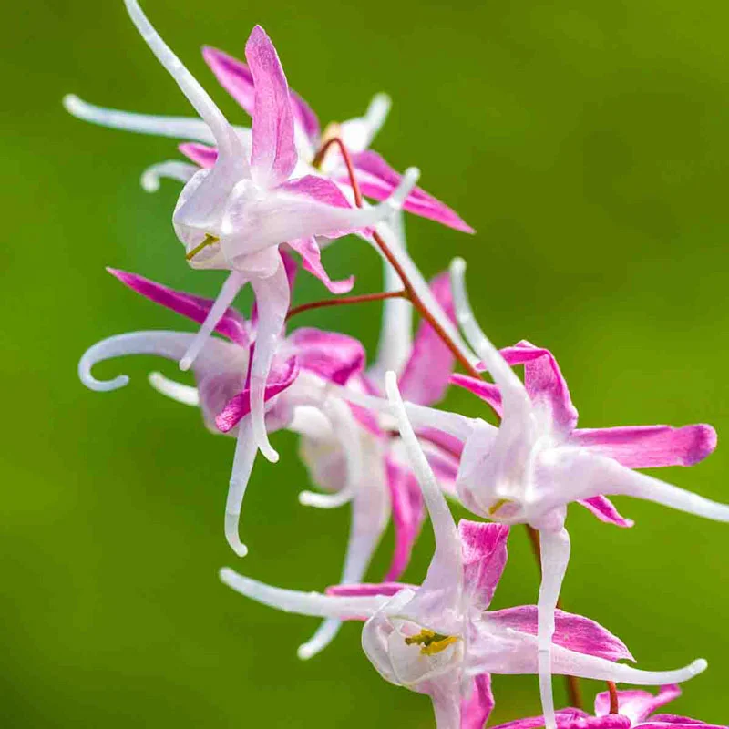 Rose Queen Epimedium