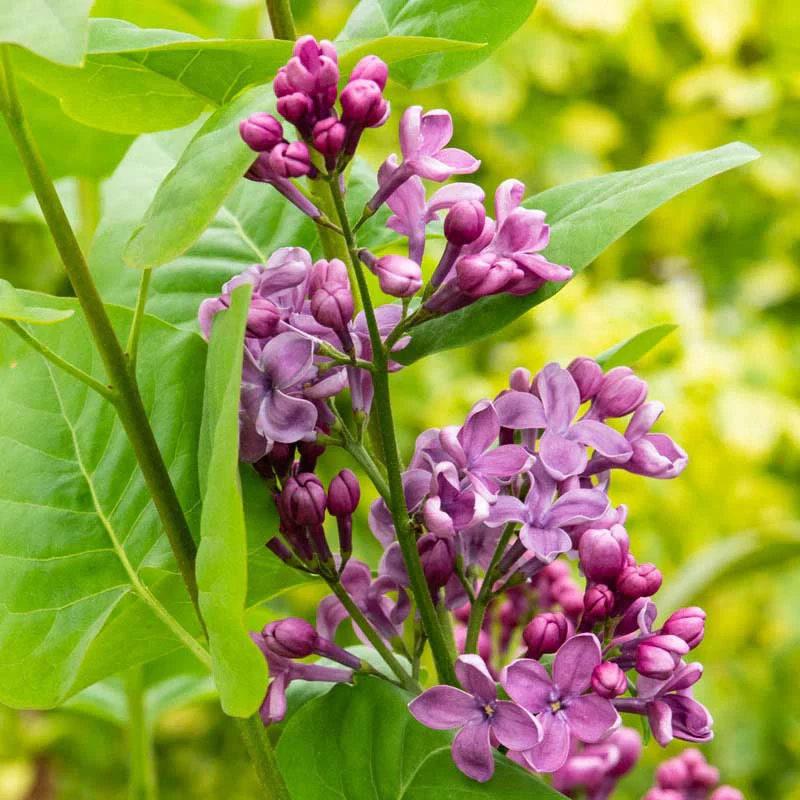 Rosie Beach Party™ Lilac Shrub - Image 2