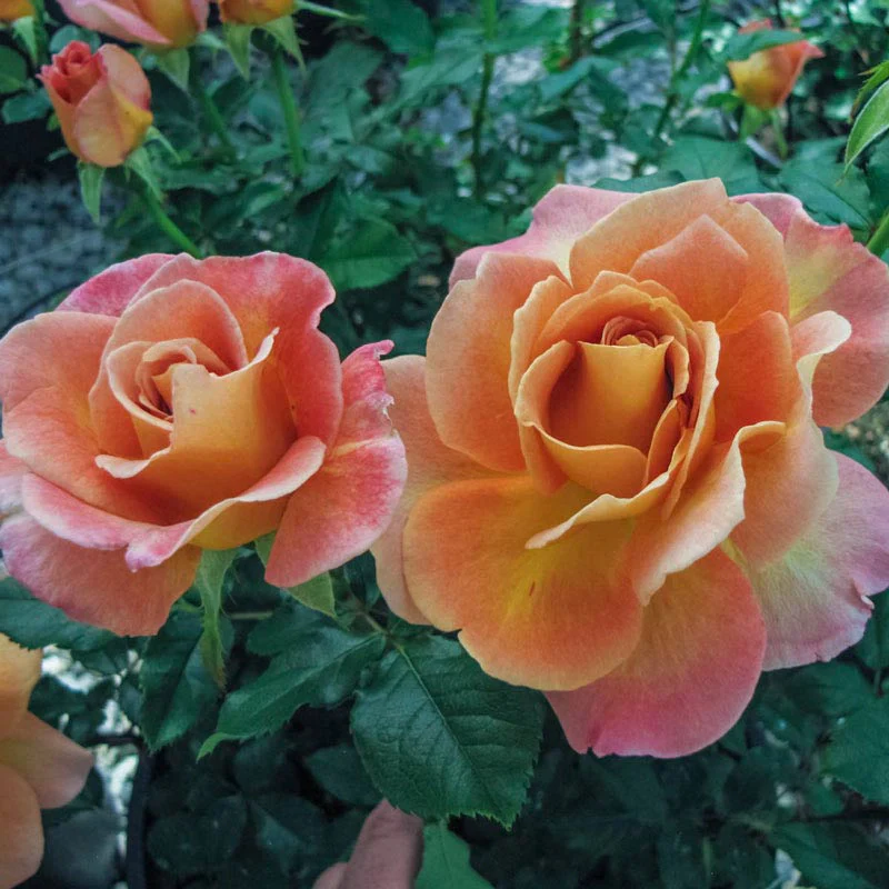 Rosie The Riveter™ Floribunda Rose - Image 2