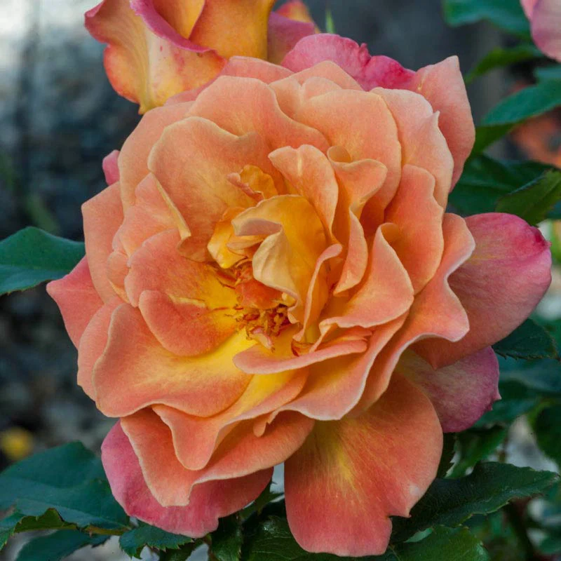 Rosie The Riveter™ Floribunda Rose - Image 3