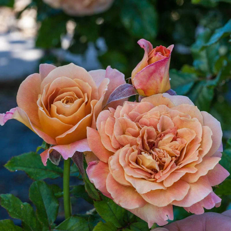 Rosie The Riveter™ Floribunda Rose - Image 4