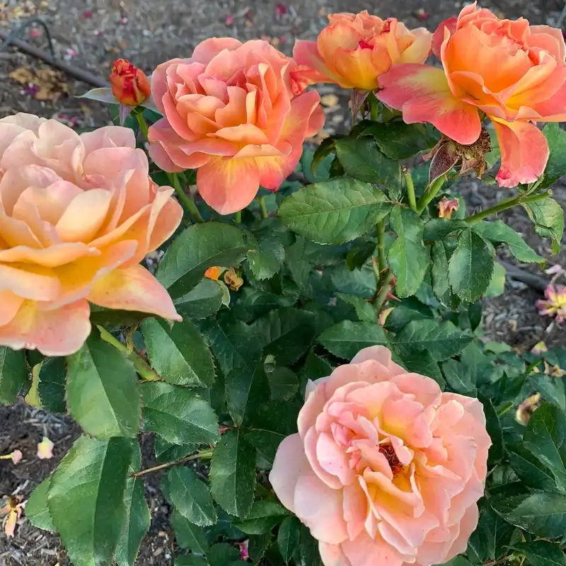 Rosie The Riveter™ Floribunda Rose - Image 5