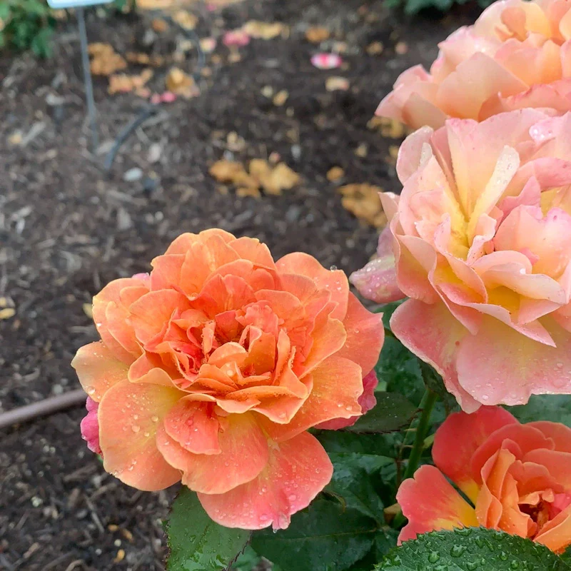 Rosie The Riveter™ Floribunda Rose - Image 6