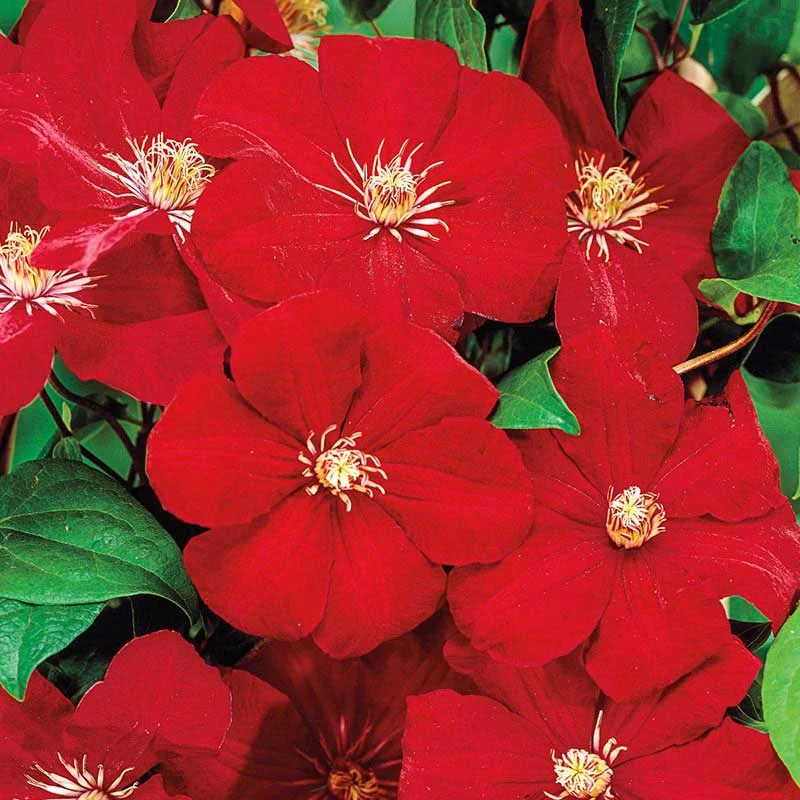Clematis Rouge Cardinal - Image 2