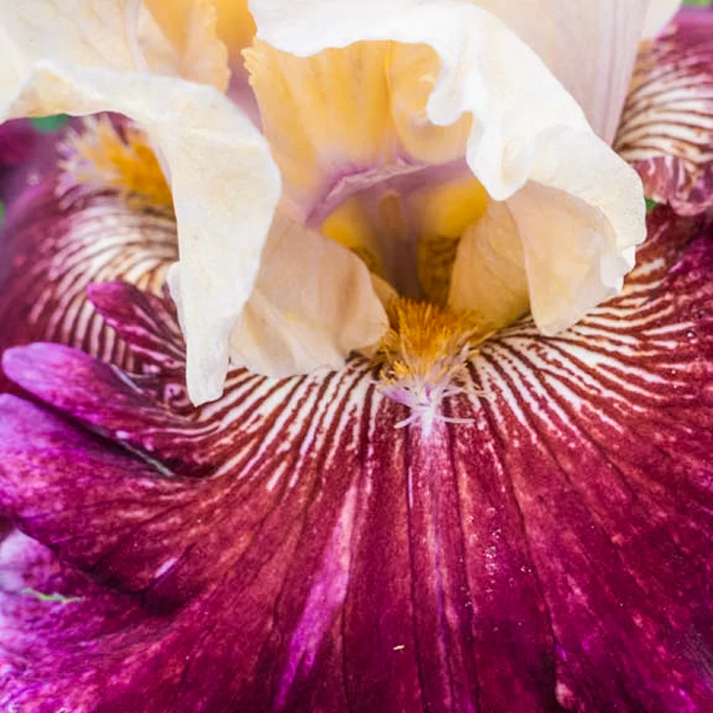 Royal Harlequin Bearded Iris - Image 2