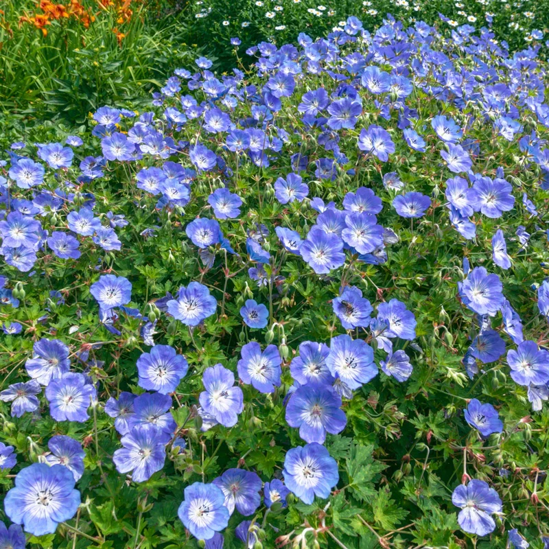 Rozanne Geranium
