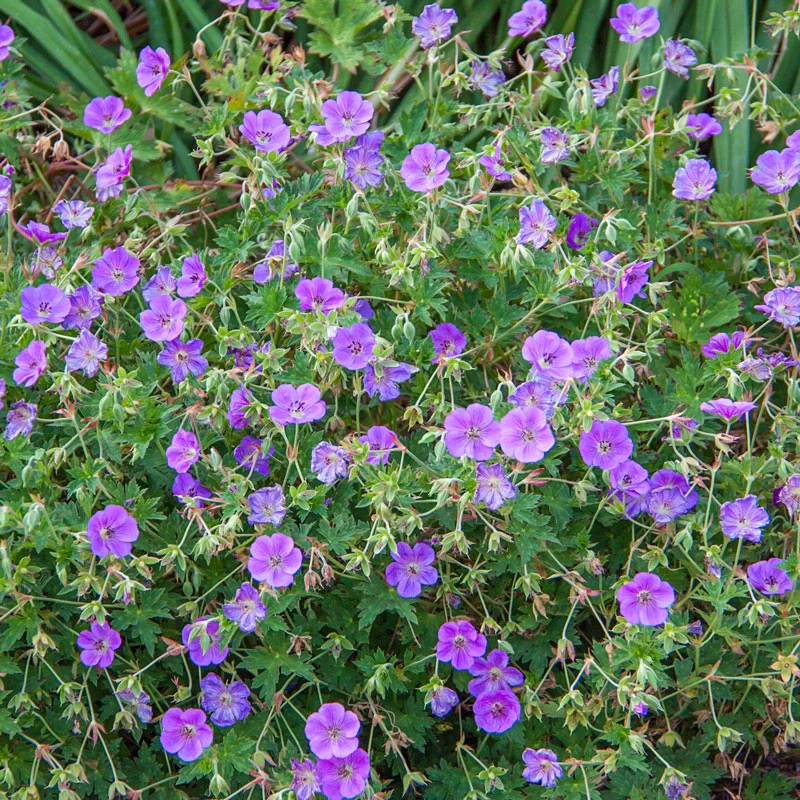 Rozanne Geranium - Image 2