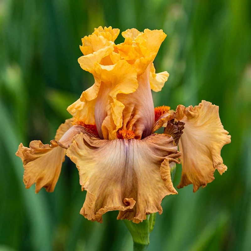 Rubenesque Reblooming Iris - Image 2
