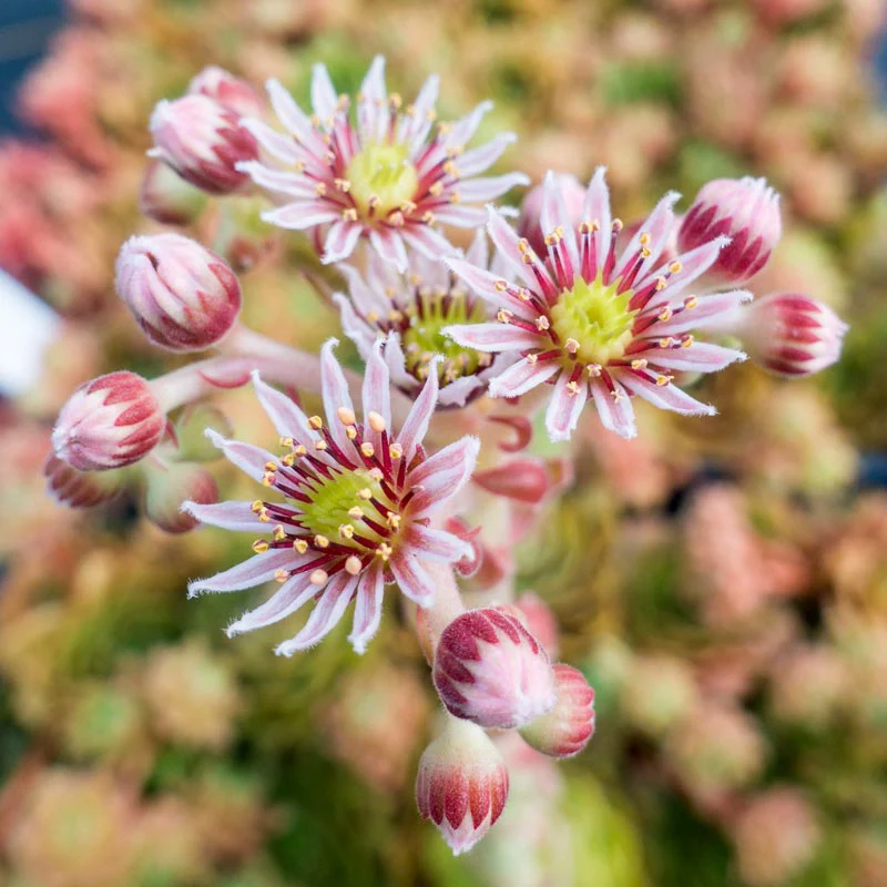 Rubikon Hens and Chicks - Image 2