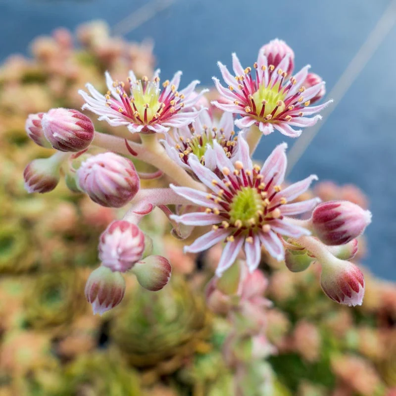 Rubikon Hens and Chicks - Image 3