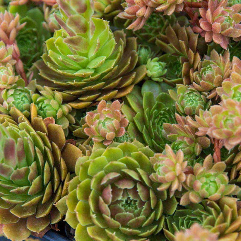 Rubikon Hens and Chicks - Image 4