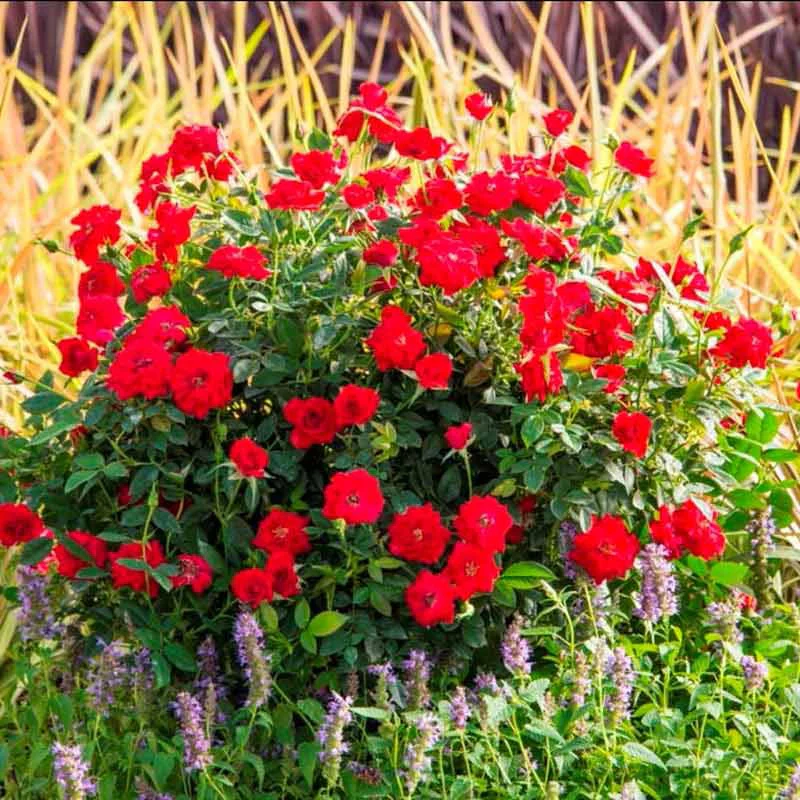 Ruby Ruby™ Miniature Rose - Image 3
