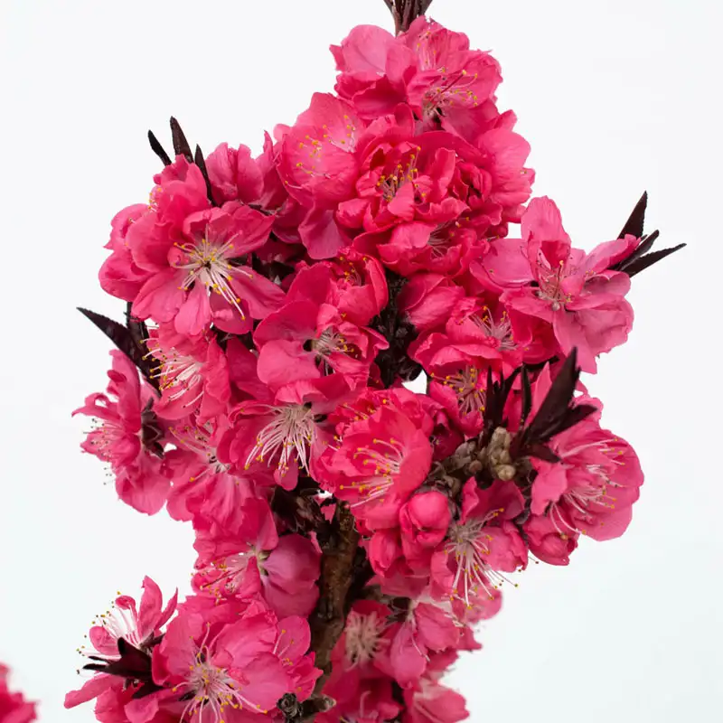 Ruby Ruffle® Patio Peach