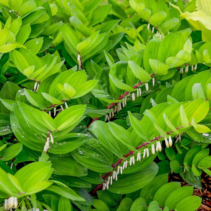 Ruby Slippers Solomon's Seal - Image 2