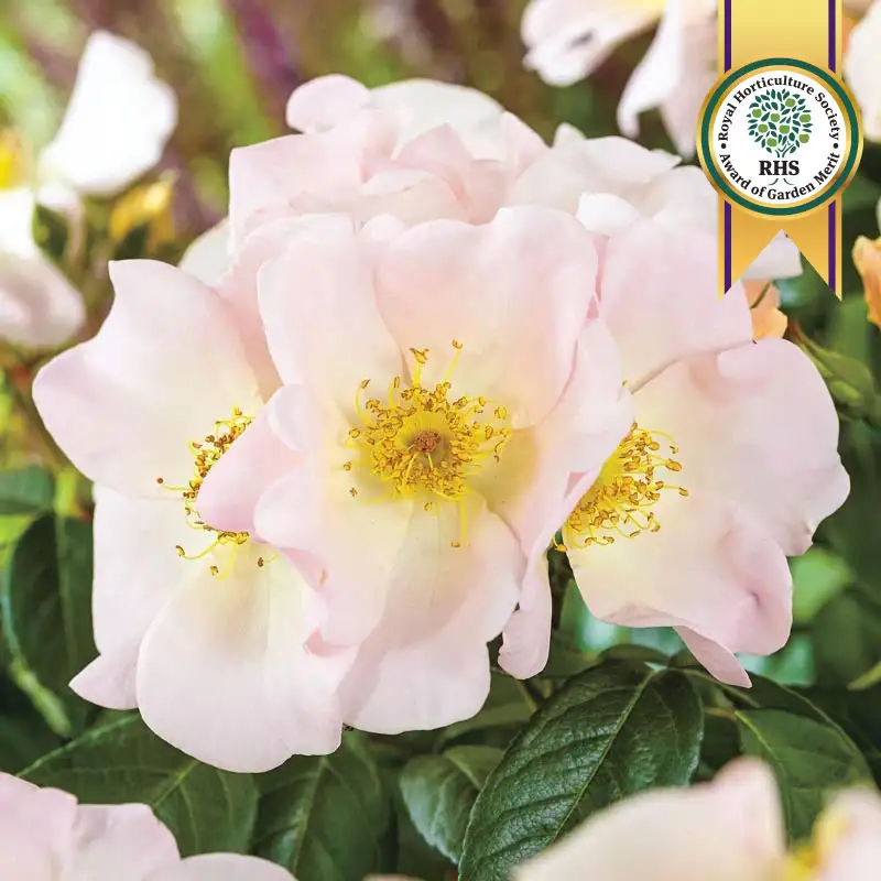 Sally Holmes Climbing Rose