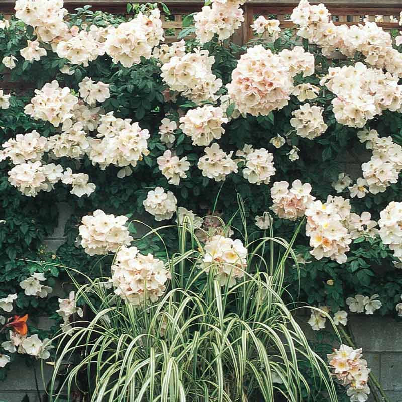 Sally Holmes Climbing Rose - Image 3