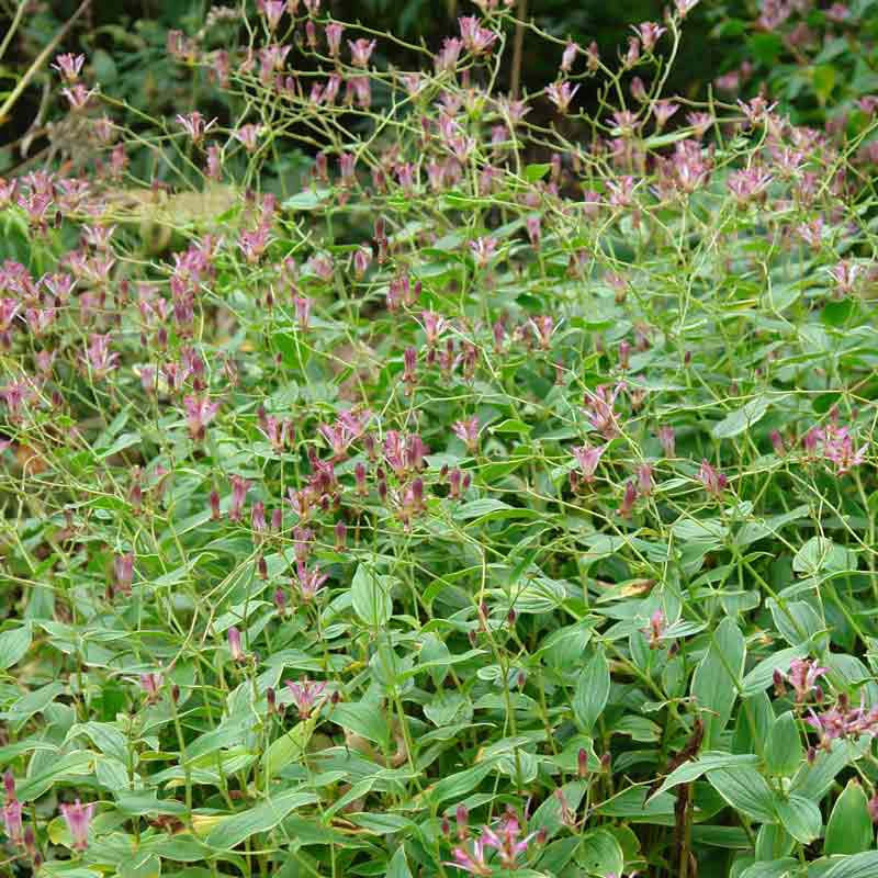 Samurai Variegated Toad Lily - Image 2