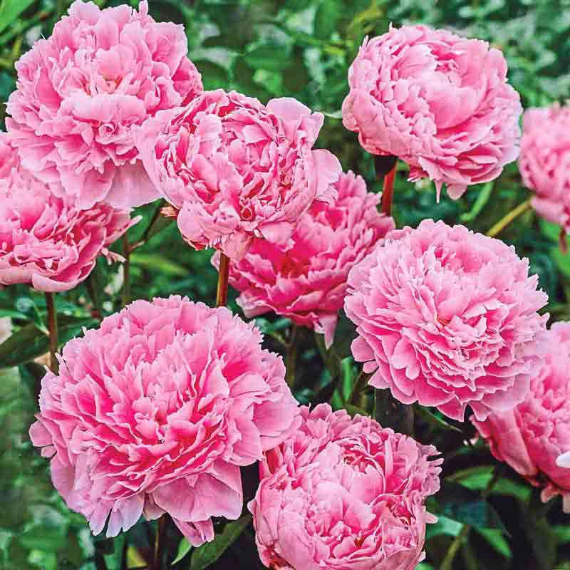 Sarah Bernhardt Peony - Image 3
