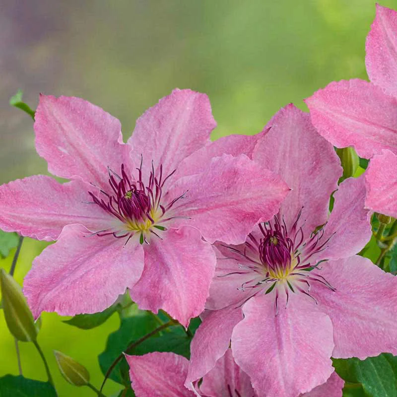 Clematis Sarah Elizabeth™ - Image 2